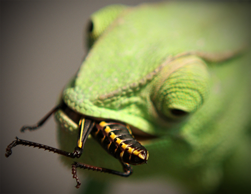 Drama enjoying a locust!
