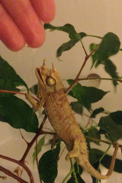 drinking from my hand