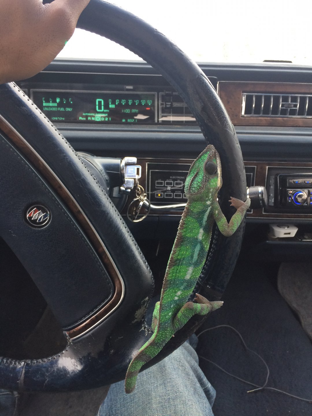 Driving lessons, hahaha!