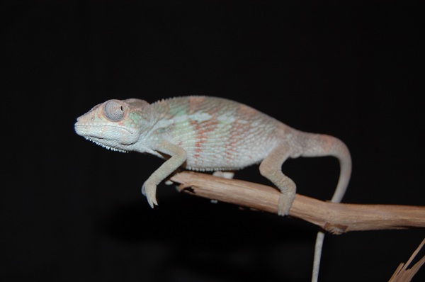 DSC 0005