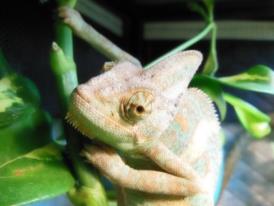 Dude, My Veiled Cham