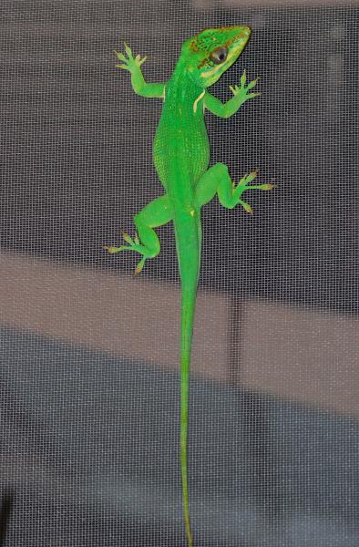 Dulce 4 1/2 years old and 89 grams 6/13/14 #005
On the front screened porch