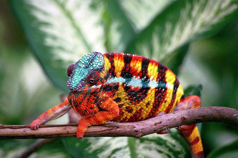 Dynamite  ( Sambava Panther Chameleon )