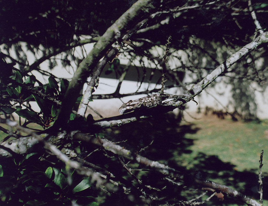 Eastern Cape Dwarf Chameleon