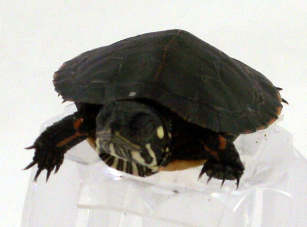 eastern painted turtle for sale picture 1 front 600