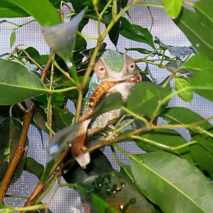 Eating A Mealworm Eyes Open