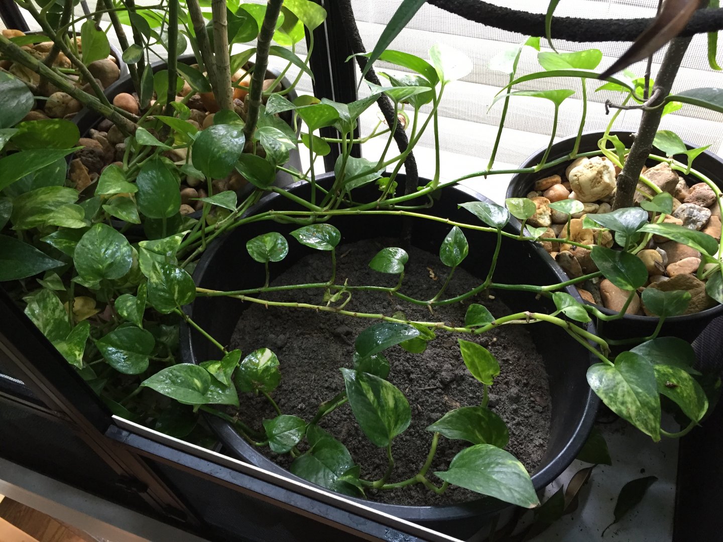 egg laying bin
