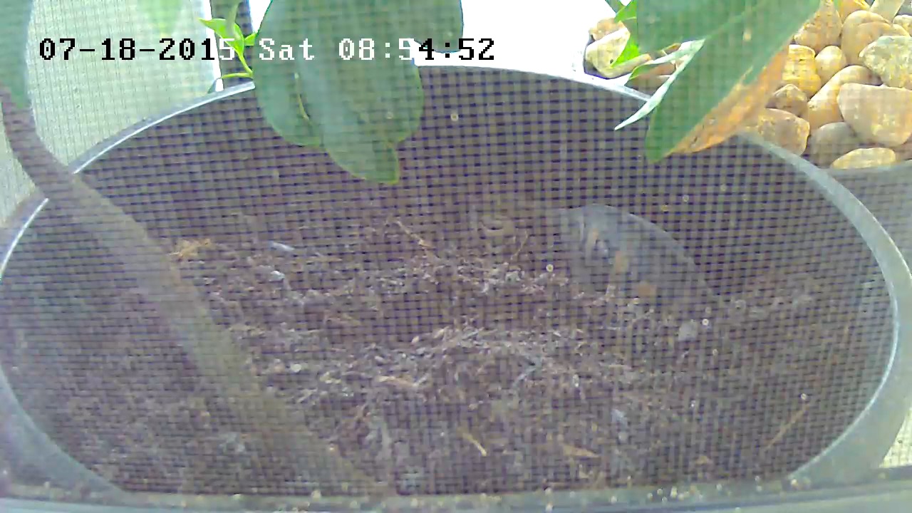 egg laying bin