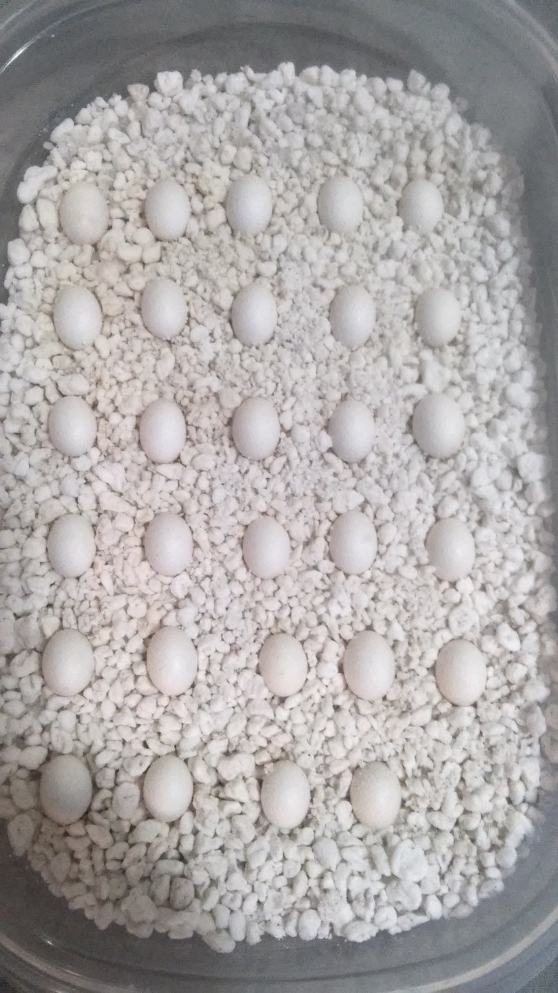 egg tray 2
