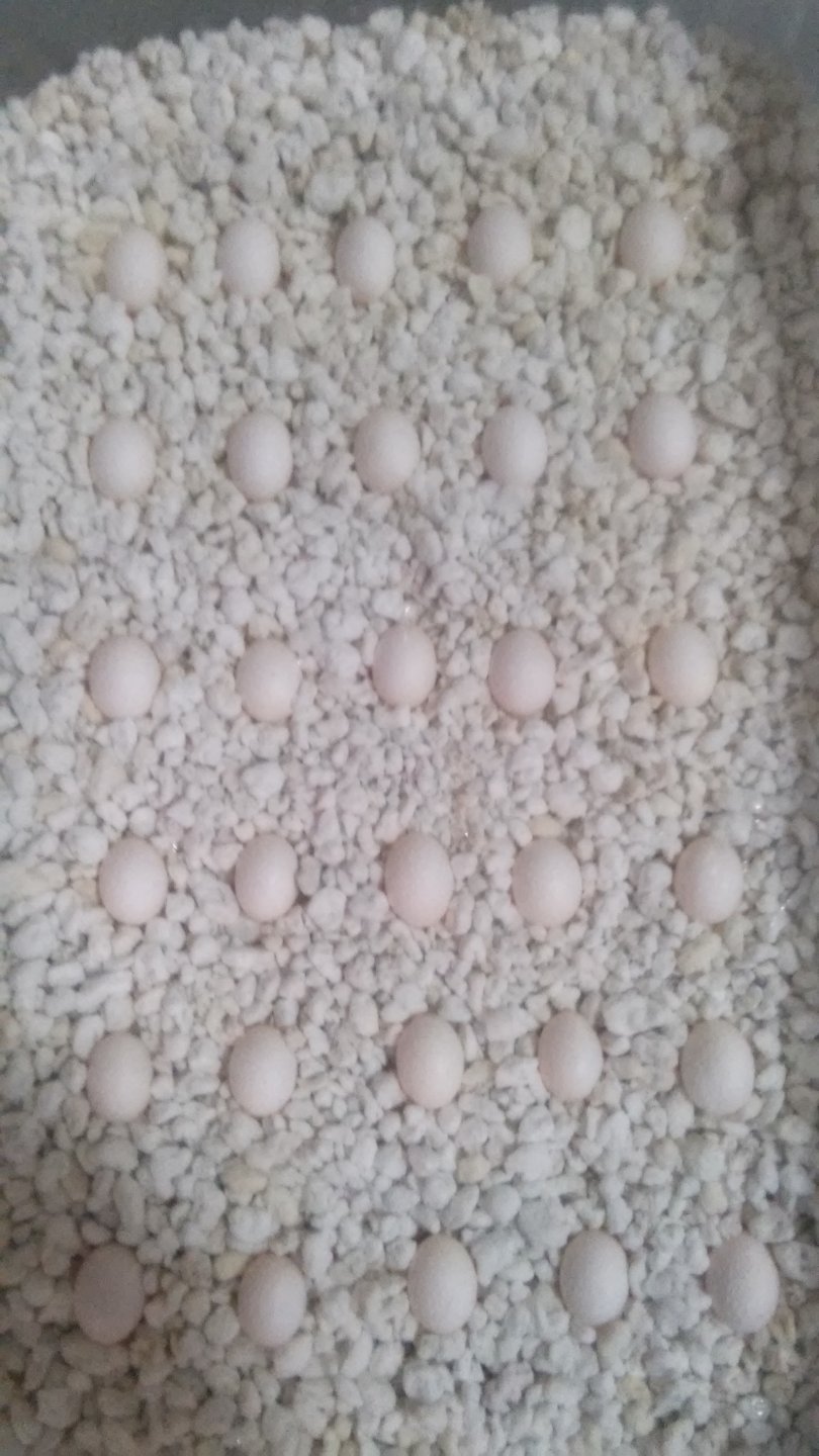 egg tray 3