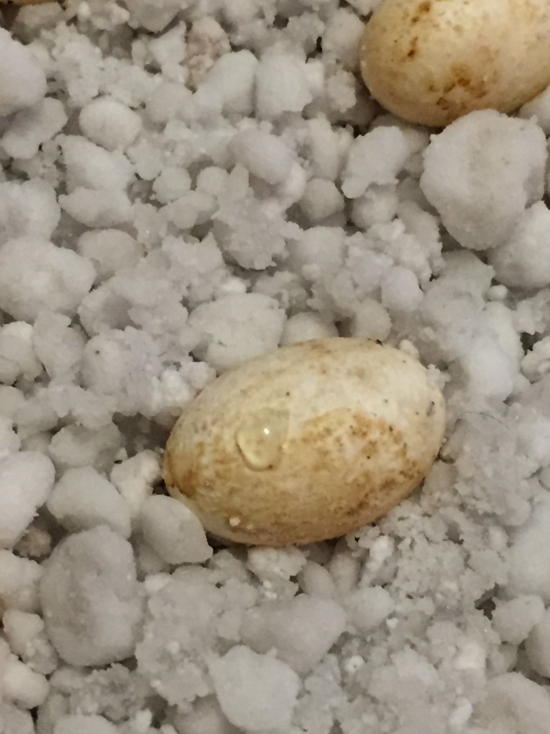 egg