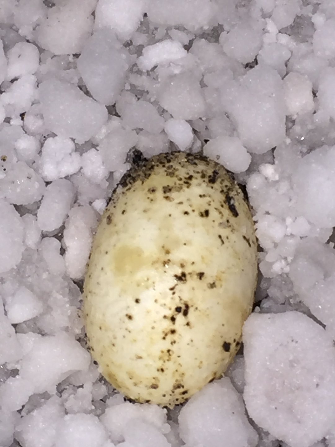 egg