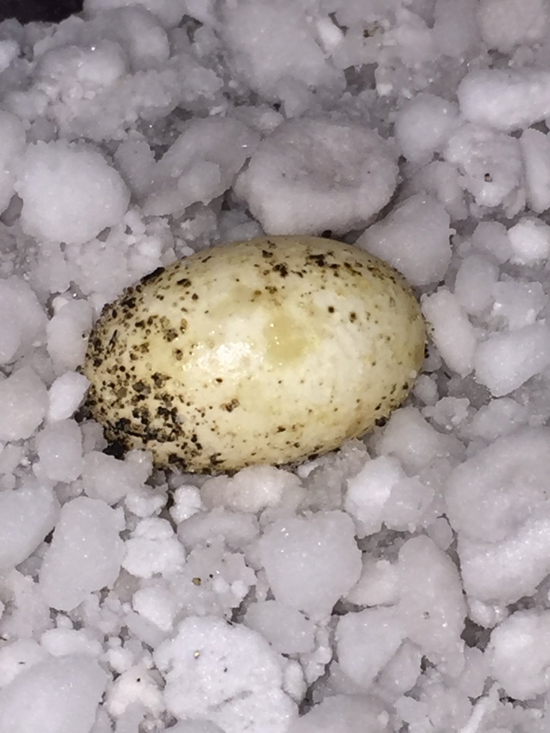 egg