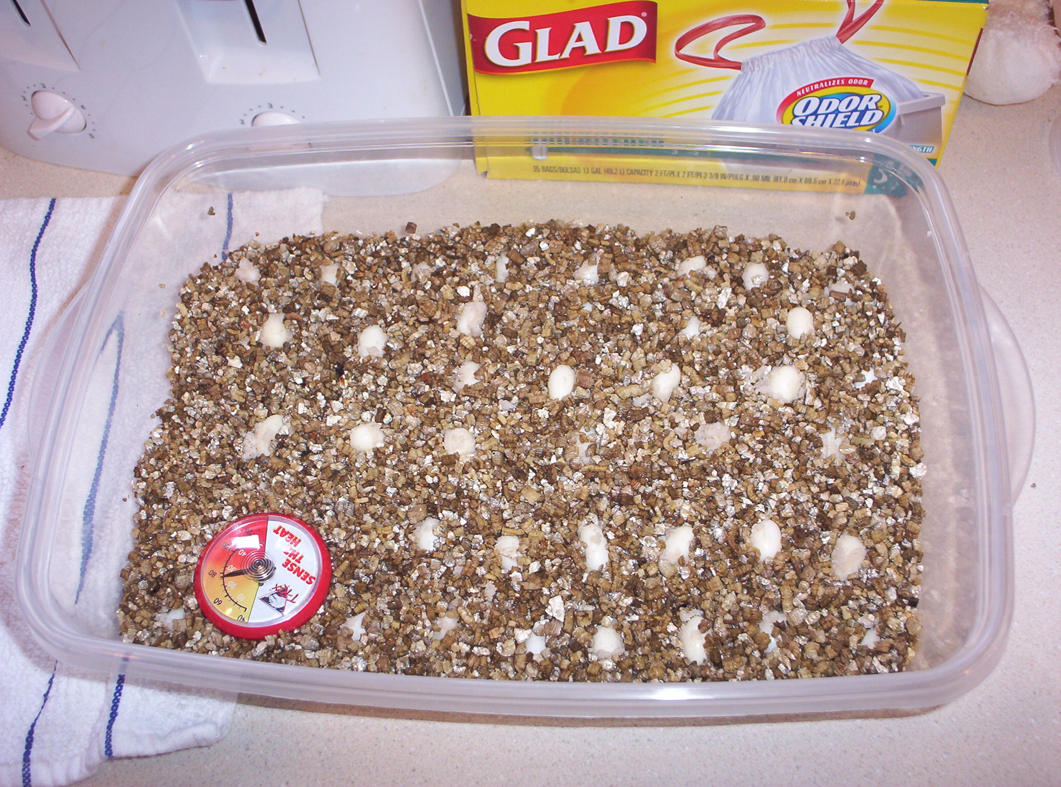 Eggs in vermiculite