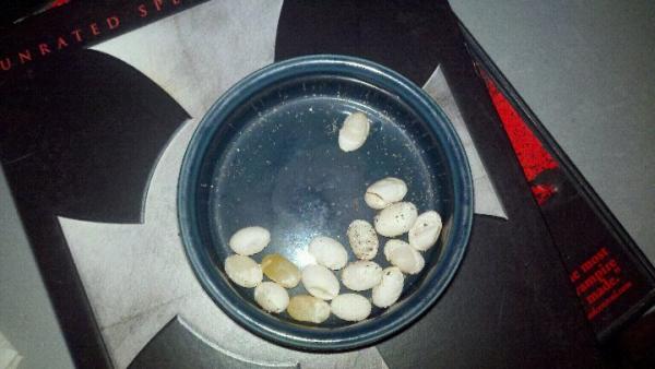 Eggs that JoJo laid