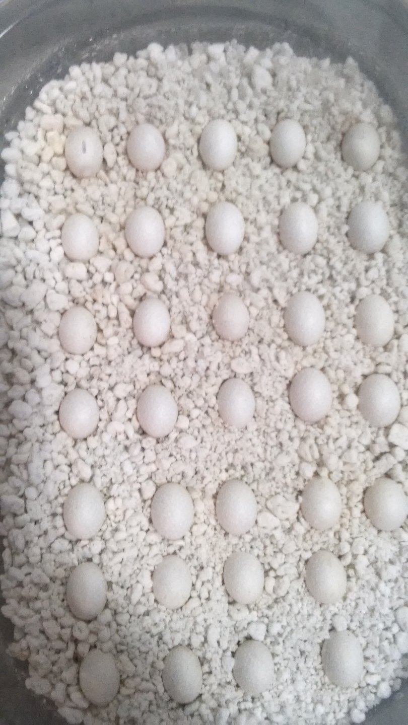 Eggs tray 1