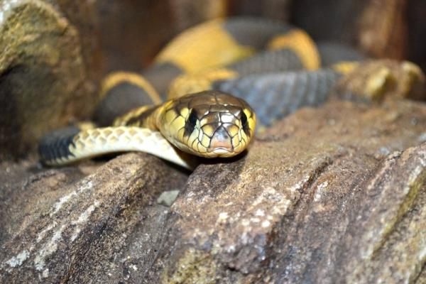 Egyptian Cobra