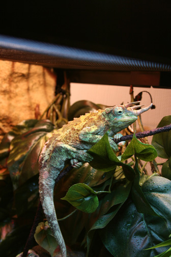 Eko my Jackson Chameleon