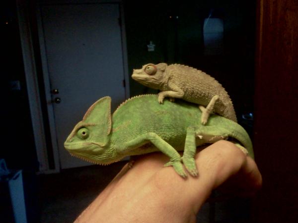 Ekundu on Babaloo's back.