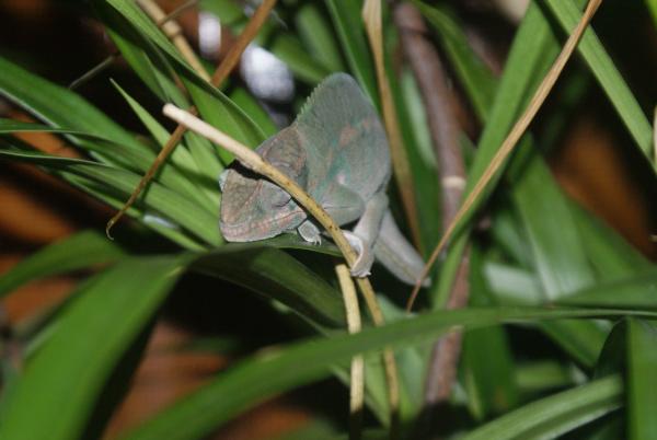 Elegon 3 1/2 month nosy be