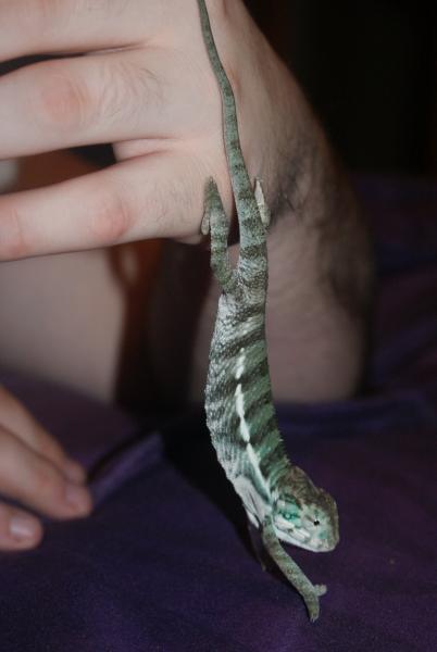 Elegon 3 1/2 nosy be