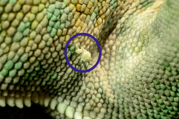 Eli's Skin Tag. Read about it here > http://www.chameleonforums.com/skin-tag-my-veiled-126692/#post1109452