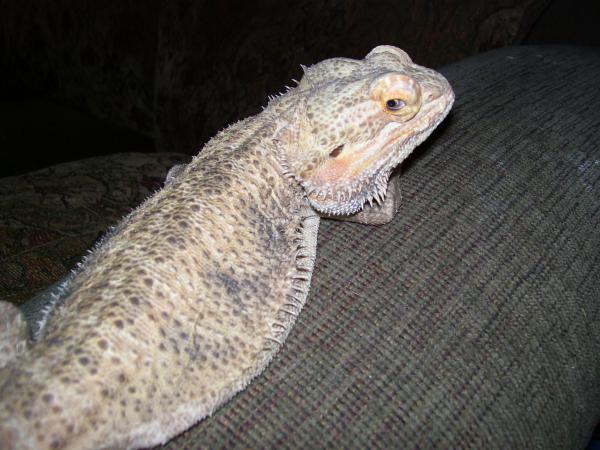 Elliot-!st beardie