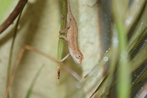 ellioti juvenile