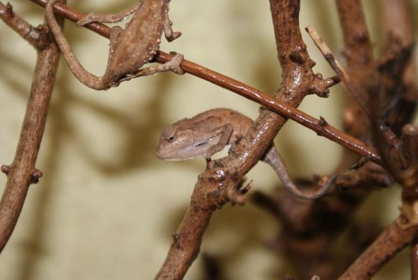 ellioti juvenile