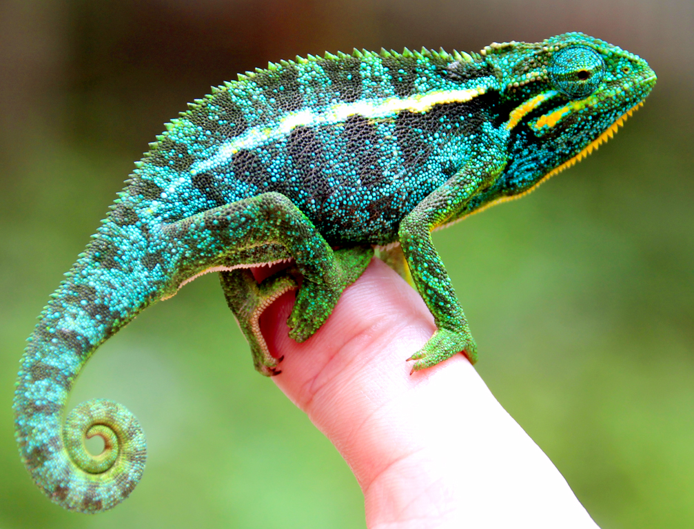 Elliot's Chameleon From Rwanda