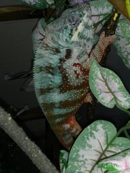 Elvis, thinking he's hiding