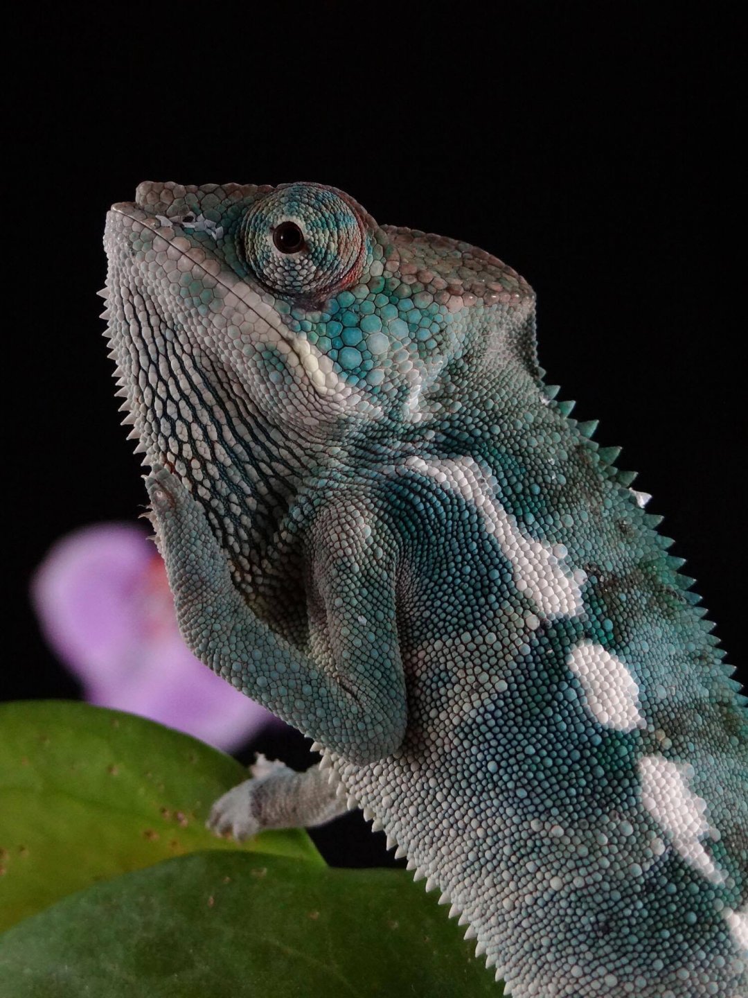 Elwood 3 & 1/2mons old Dec. 2016