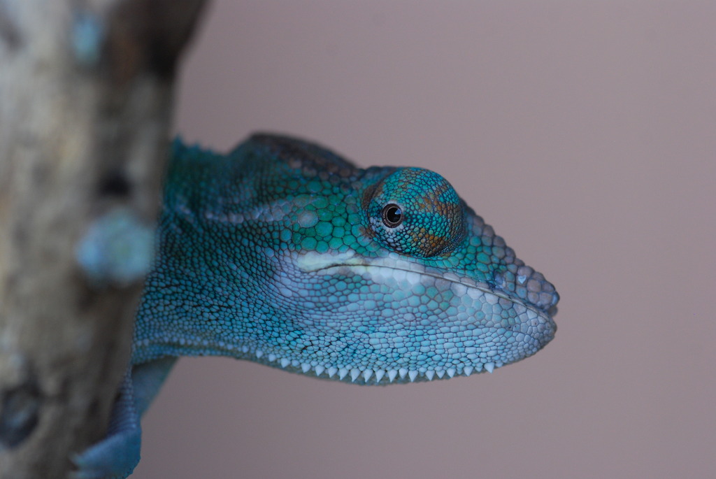 Elwood 4 months old 14 grams 1/14/17