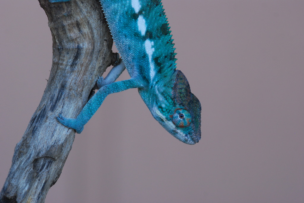 Elwood 4 mos old 1/14/17 weighing 14 grams