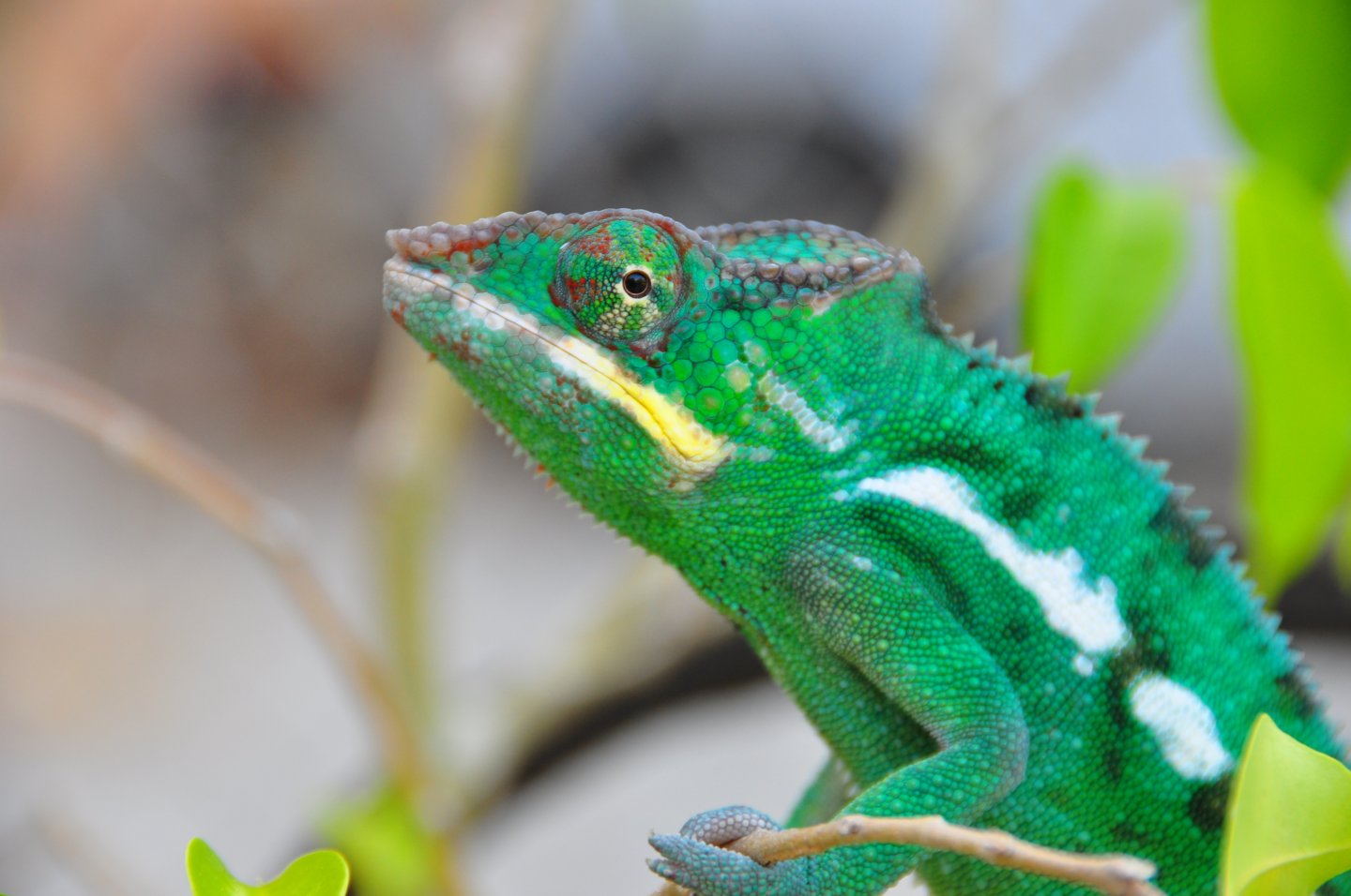 Elwood 6 1/2 mos old 72 grams 4/1/17