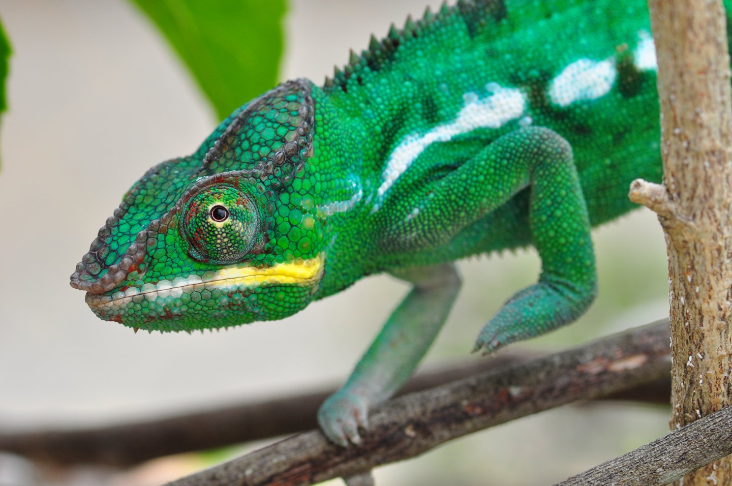 Elwood 7 mos old 81 grams 4/22/17