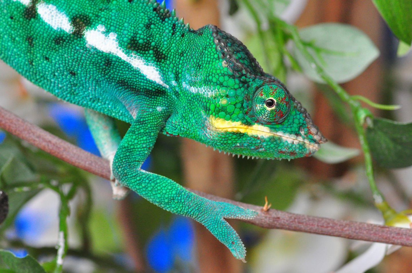 Elwood 7 mos old 81 grams 4/22/17