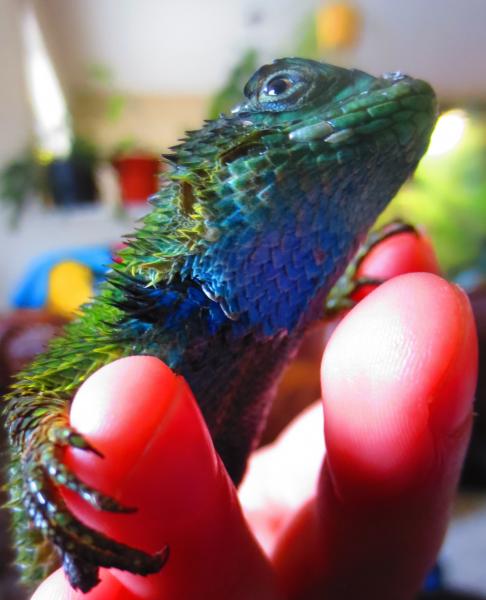 Emerald showing his pretty colours