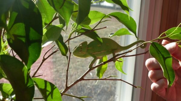 Emoji exploring his free-range ficus.