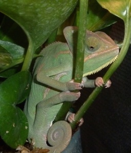 Emoji found his favorite sleepy spot!