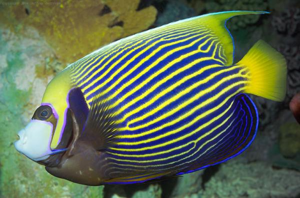 emperor angelfish care