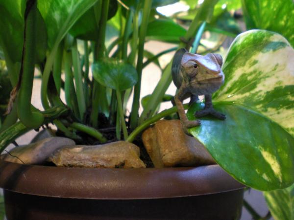 Enakai, about 2 months old. She has my heart...certainly the most dainty chameleon I own. And the only cham I have that isn't afraid of cameras!