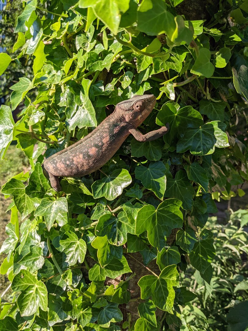 English ivy