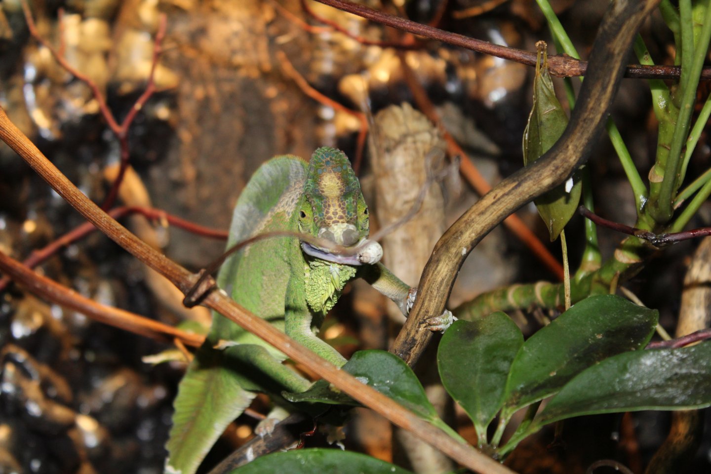 enjoying a silkworm