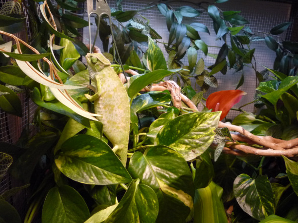 enjoying her new plants