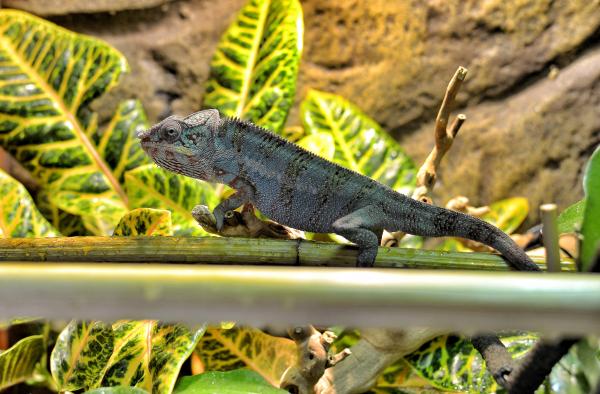 Enjoying his new home after I moved him from the temporary exo-terra whilst I finished the proper one off.