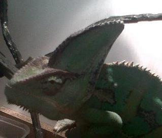Eragon veiled chamelon
