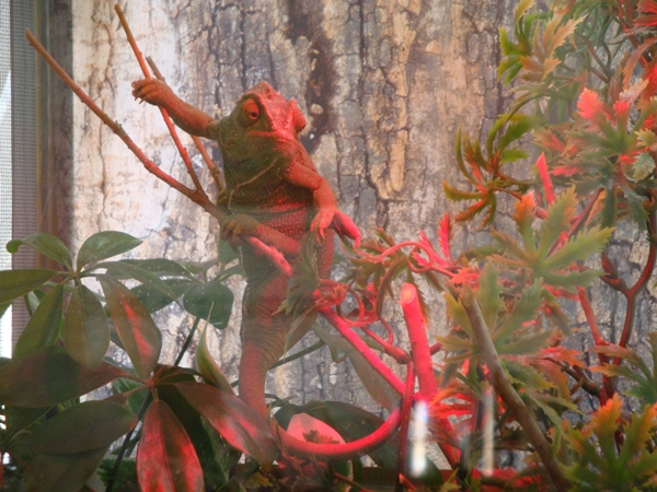 Eric My Rescued Med Cham