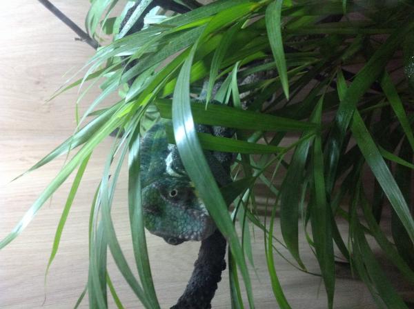 Ernie looking green as his plant