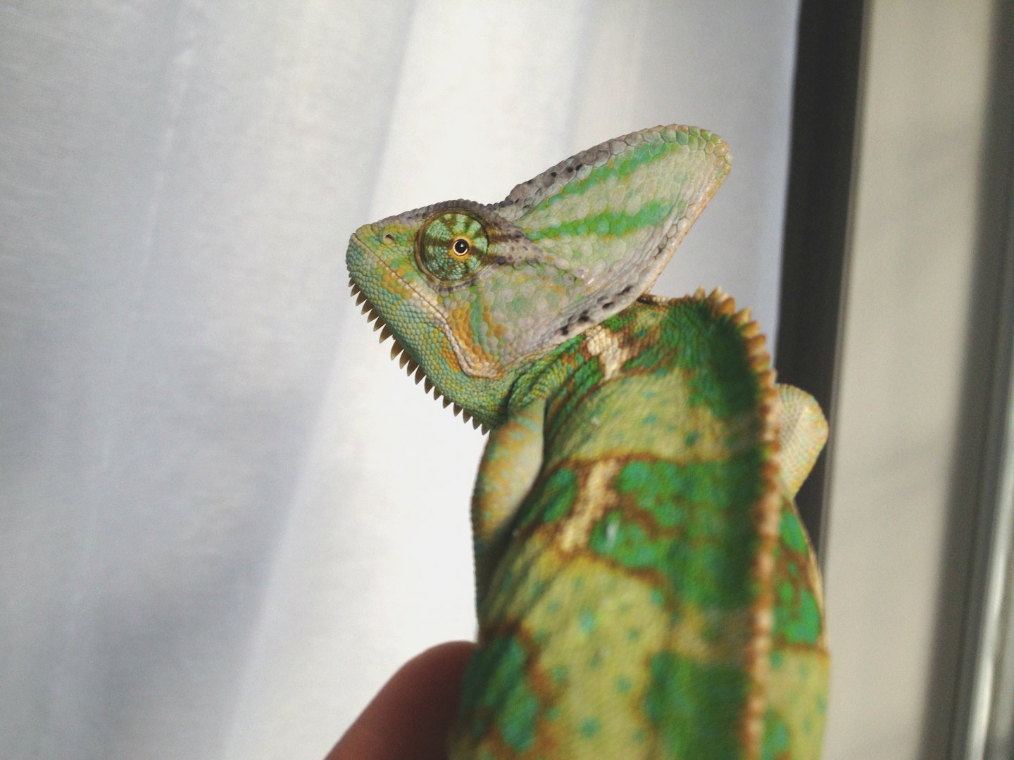 escape to the windowsill